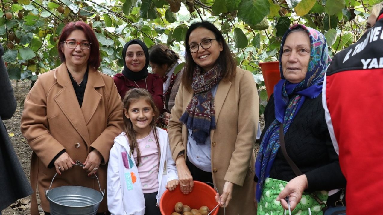 Yalova Kivisinde Hasat Sezonu Başladı