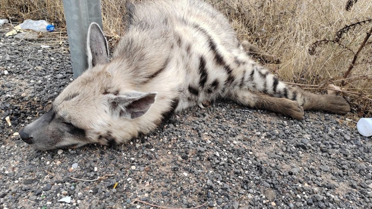 Şanlıurfa'da Nesli Tükenme Tehlikesi Altındaki Çizgili Sırtlan Ölü Bulundu