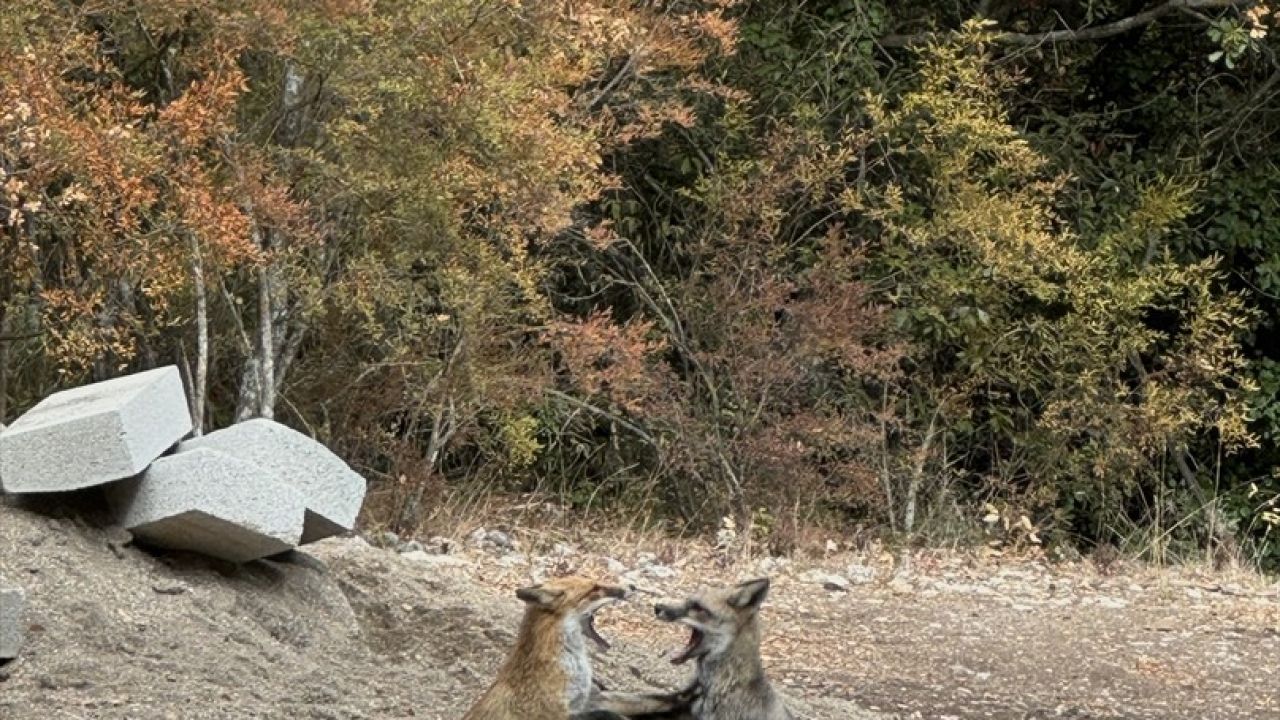 Termessos Antik Kenti'nde Tilki Ziyareti