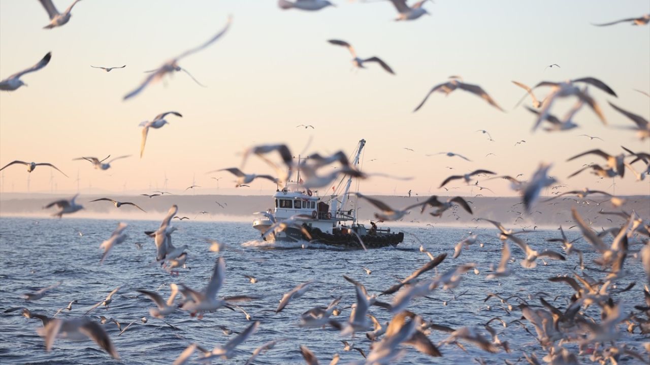 Karadeniz'deki Martıların Balık Avı Peşinde