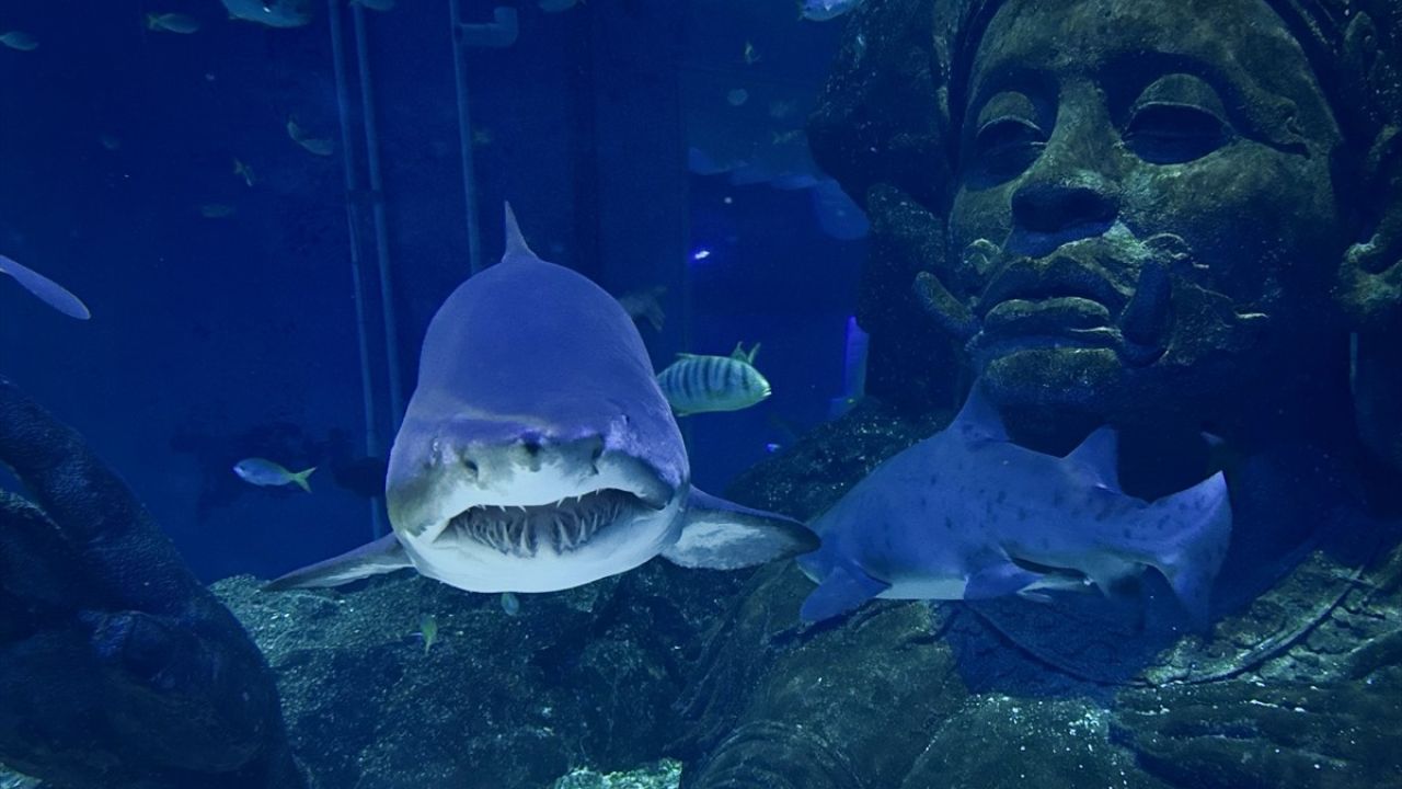 Tayland'daki Sea Life Bangkok Ocean World: Deniz Altının Büyülü Dünyası