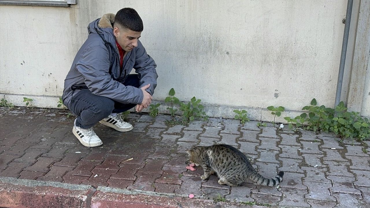 Adana'da Bir Kedi, İşçinin Öğle Yemeğini Çaldı