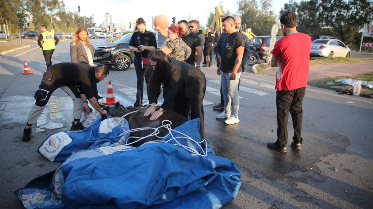 Antalya'da Kalp Masajıyla Kurtarılan At, Klinik Hayatına Veda Etti