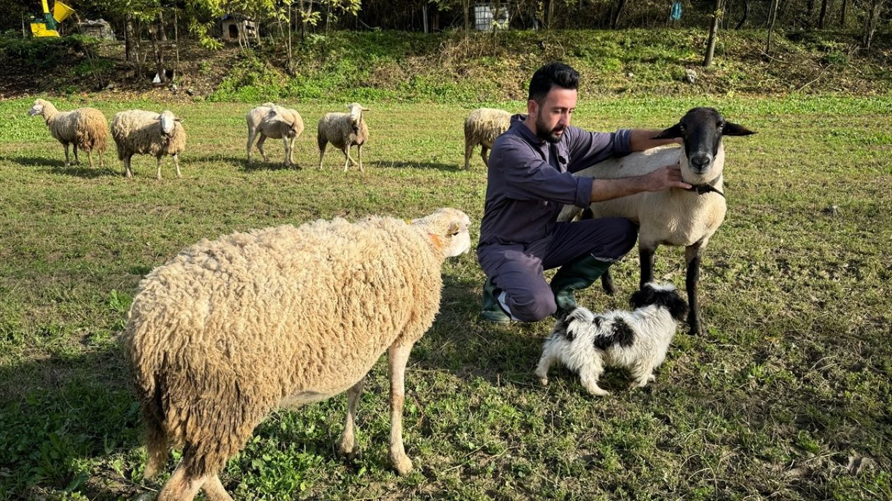 Dronla Görüntülenen Kurt Saldırısı