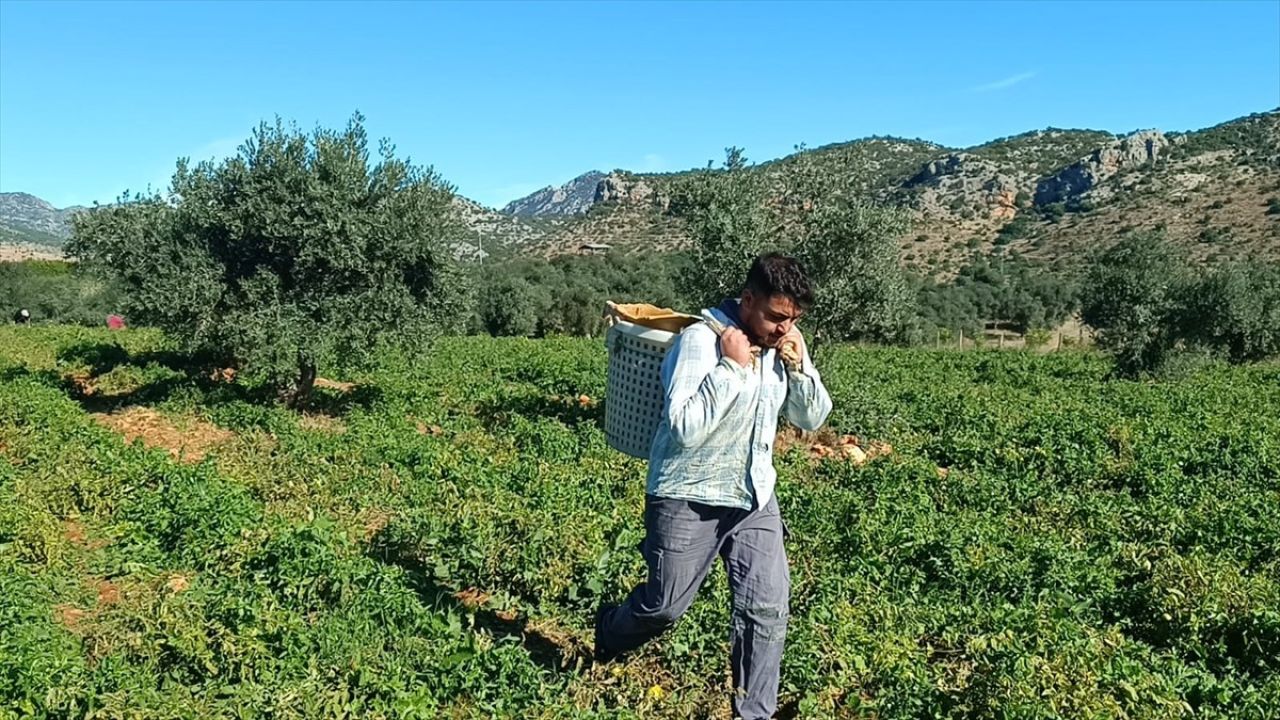 Adana'da Güz Domatesi Hasadı Başladı