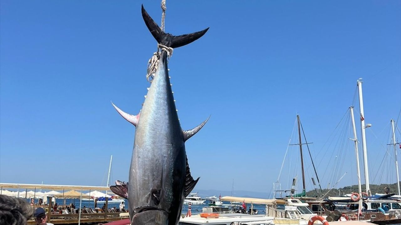 Bodrum'da Amatör Balıkçılar 2,5 Metrelik Orkinos Yakaladı