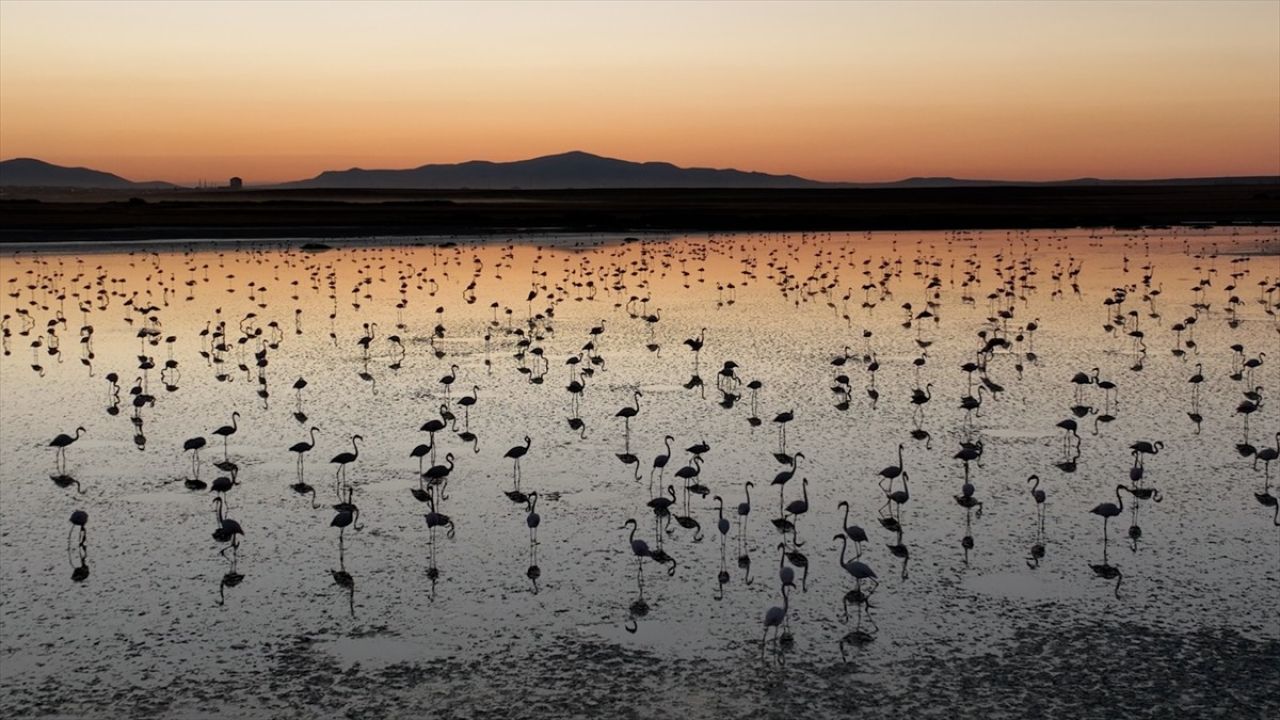 Tuz Gölü'nde Flamingo Yavruları Sağlıklı Bir Şekilde Yaşamını Sürdürüyor