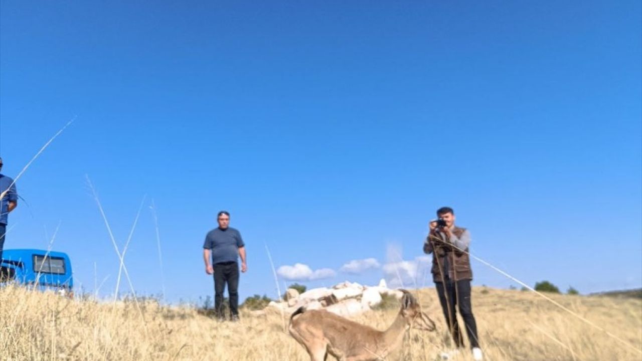 Kazankaya Kanyonu'ndaki Dağ Keçileri Artıyor