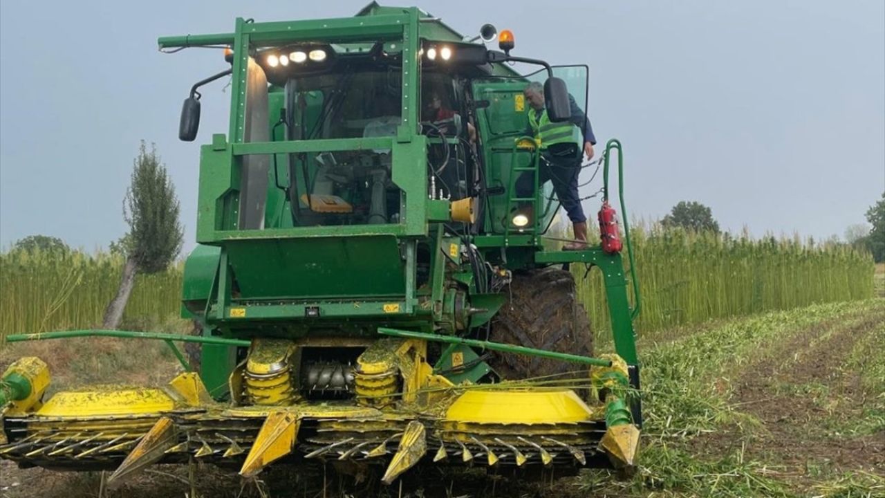 Samsun'da Kenevir Hasadı Törenle Başladı