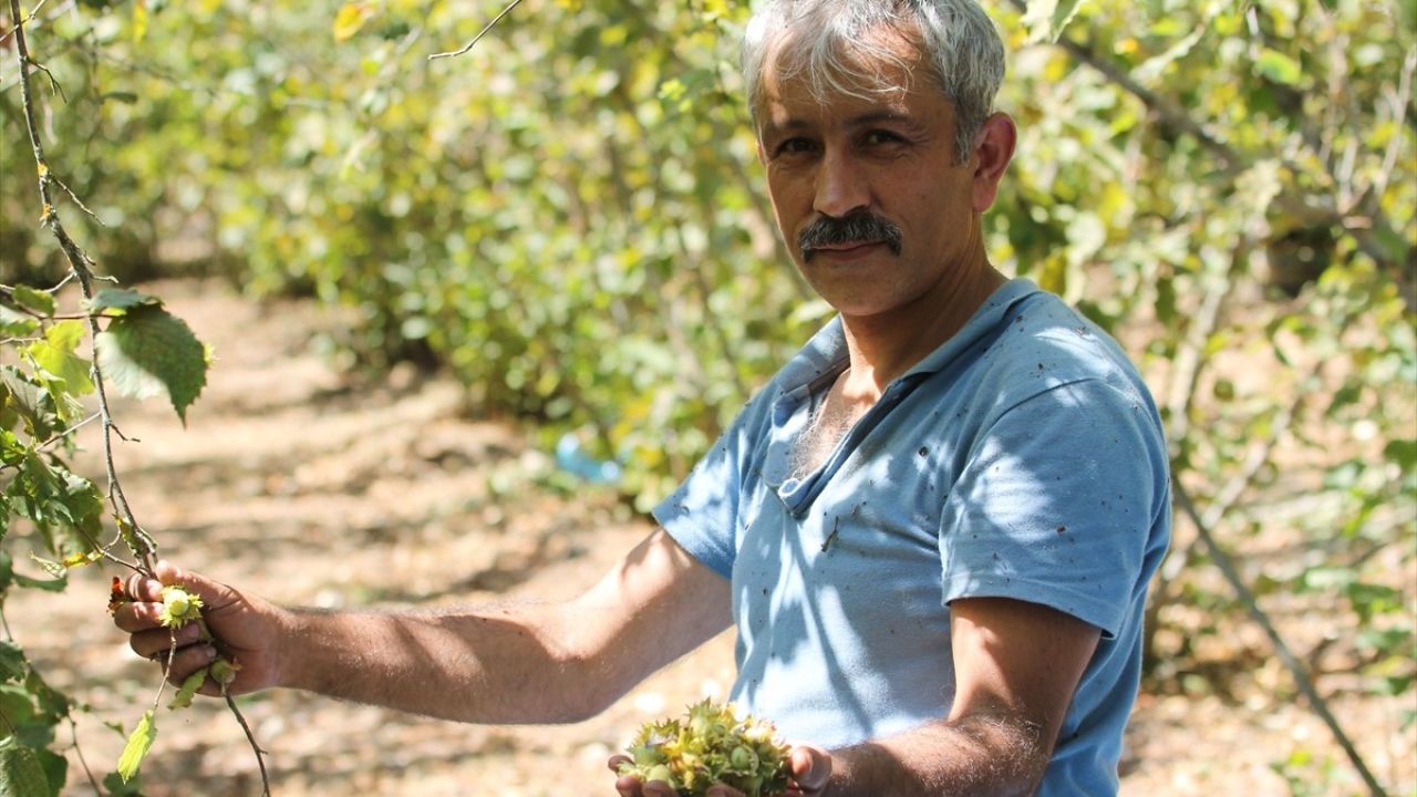 Bolu'da Fındık Hasadı Resmen Başladı