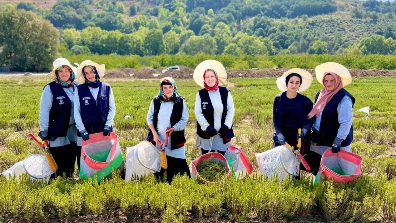 Kocaeli'de Biberiye Hasadı Başladı