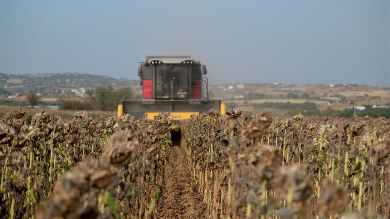 Trakya'da Ayçiçeği Hasadı Devam Ediyor