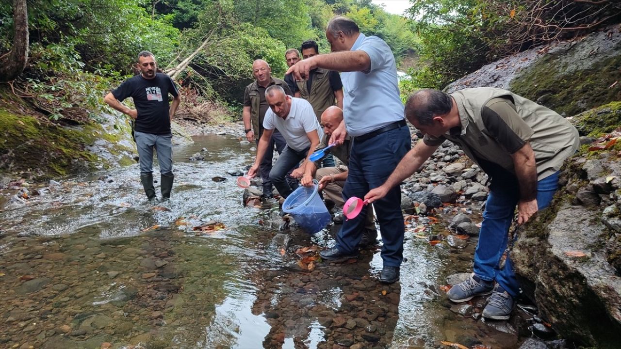 Samsun'da Alabalık Popülasyonu Artırma Projesi