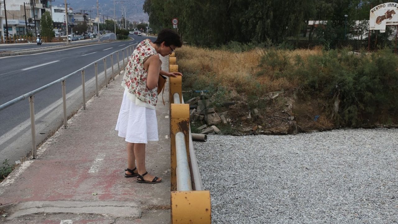 Yunanistan Volos'ta Binlerce Ölü Balık Turizmi Tehdit Ediyor