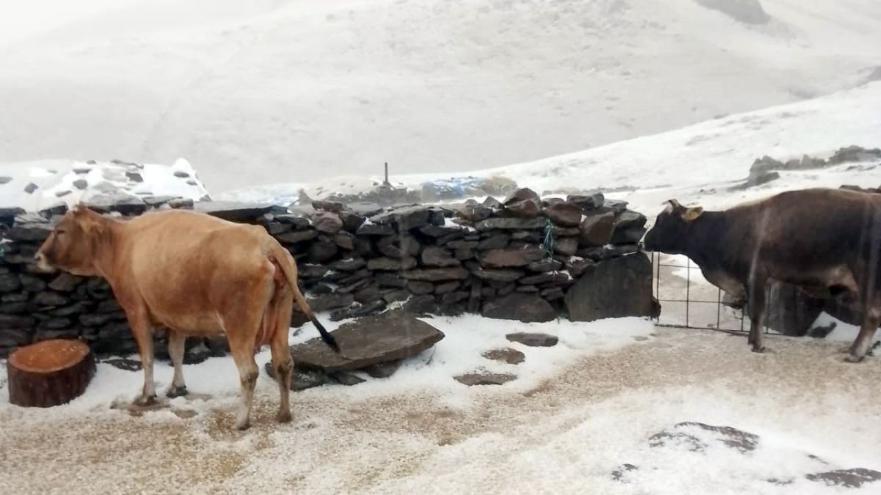 Kars’ın Tuygun Köyü Yaylası Dolu ve Karla Kaplandı