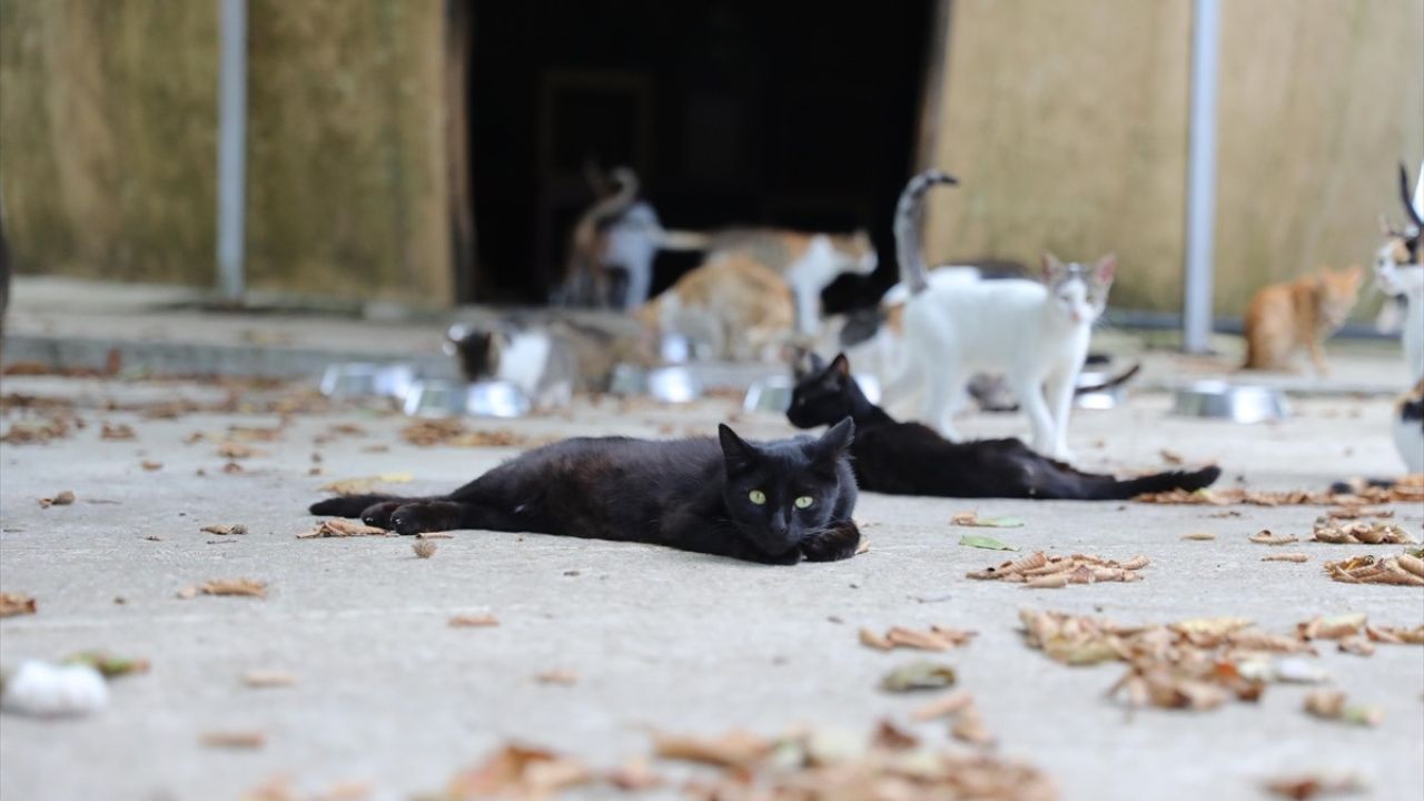 Samsun'daki Kedi Kasabası ile Kedilere Şefkatli Bir Yuva