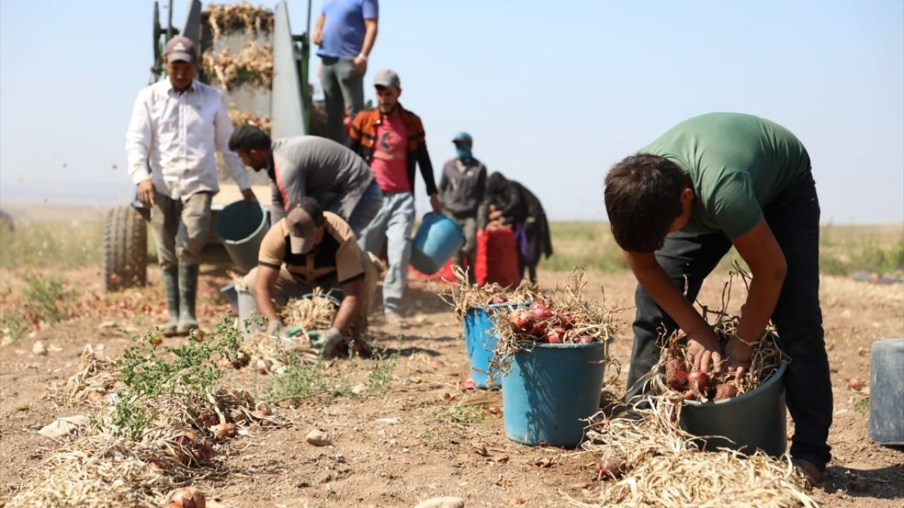 Alaca Mor Soğanı'nda Hasat Dönemi Başladı