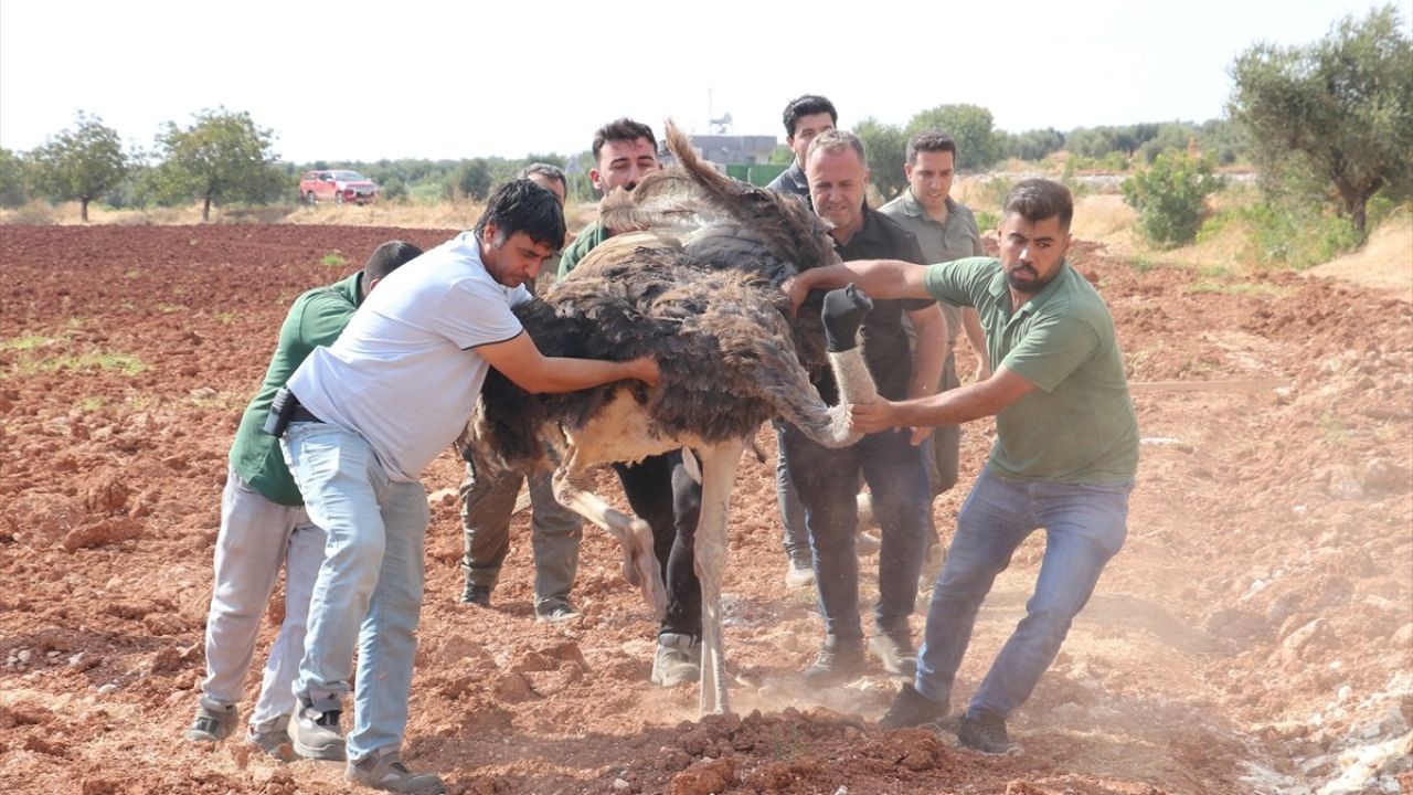 Kilis'te Sahipsiz Deve Kuşu Koruma Altına Alındı