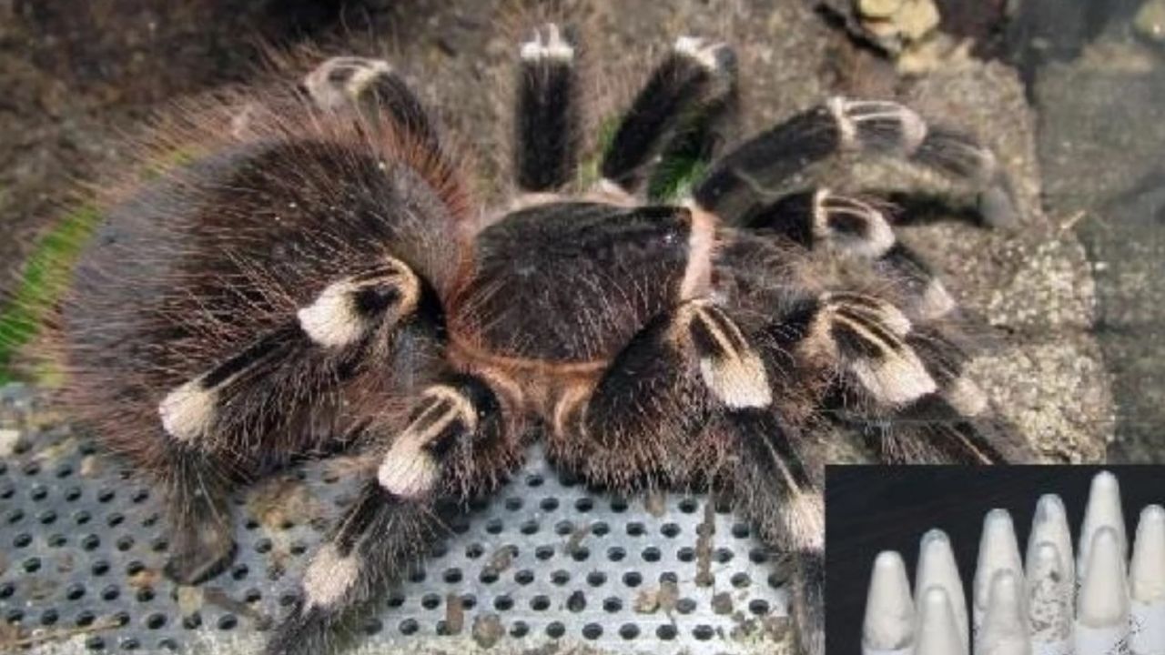 Polonya'dan Marmaris'e gizemli sevkiyat: 76 yavru tarantula bulundu!