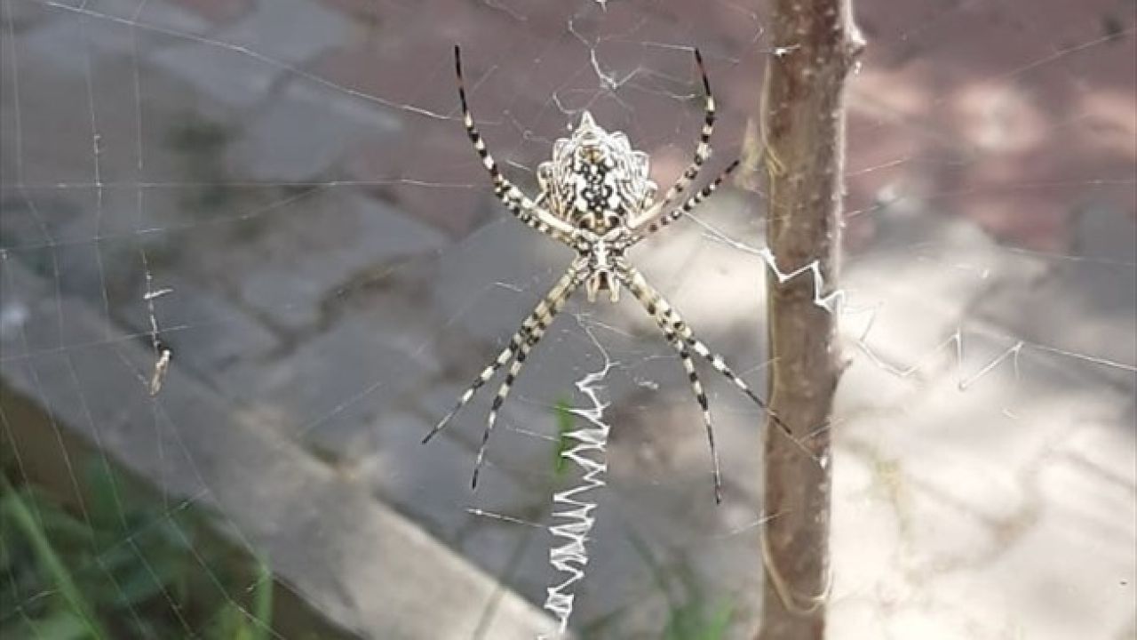 Karabük'te Zehirli Argiope Lobata Örümceği Tespit Edildi