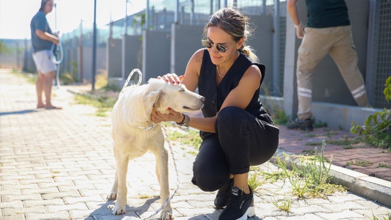 Antalya'da 642 Kedi ve Köpek Yeni Yuvalarını Buldu