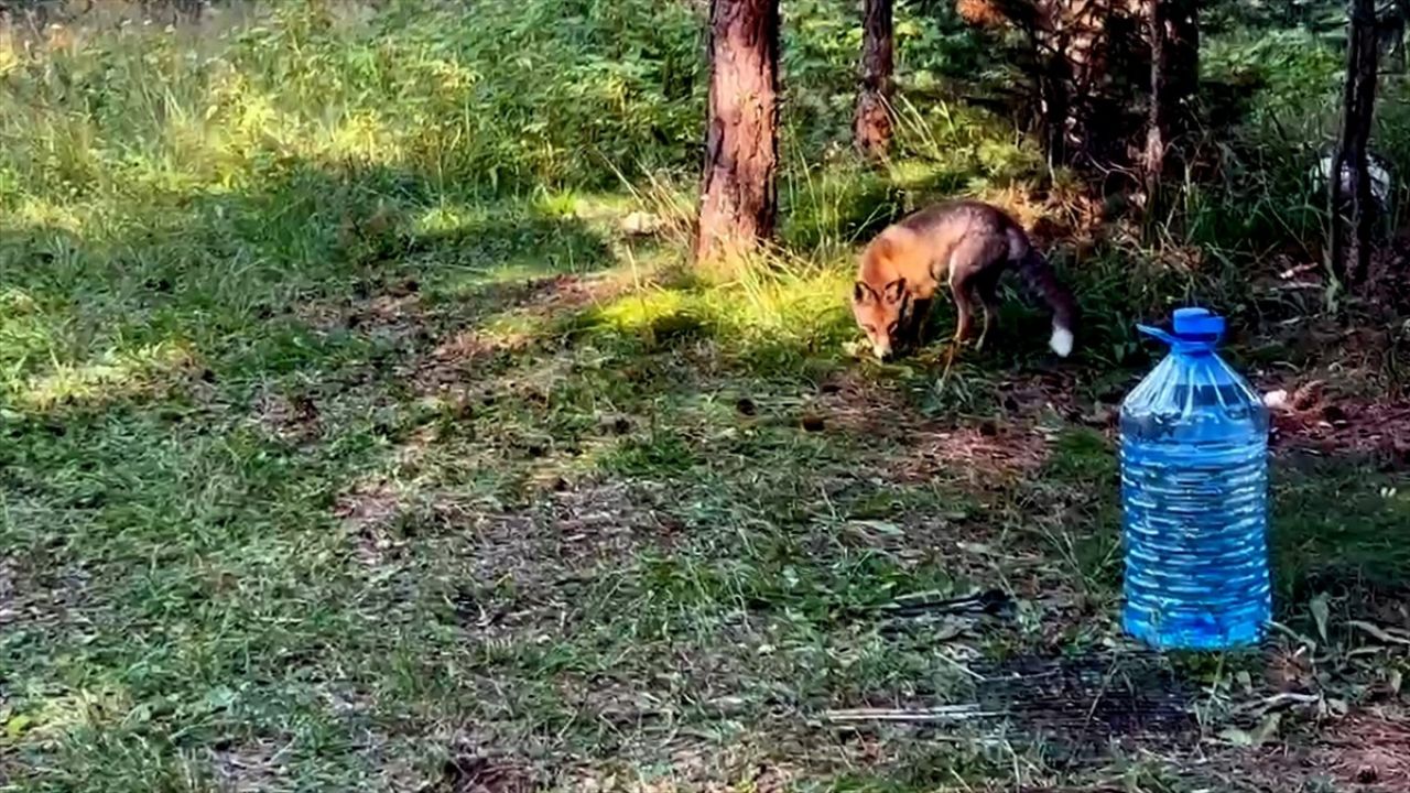 Sarıkamış'ta Kızıl Tilki Piknikçilerin Yemeğine Ortak Oldu