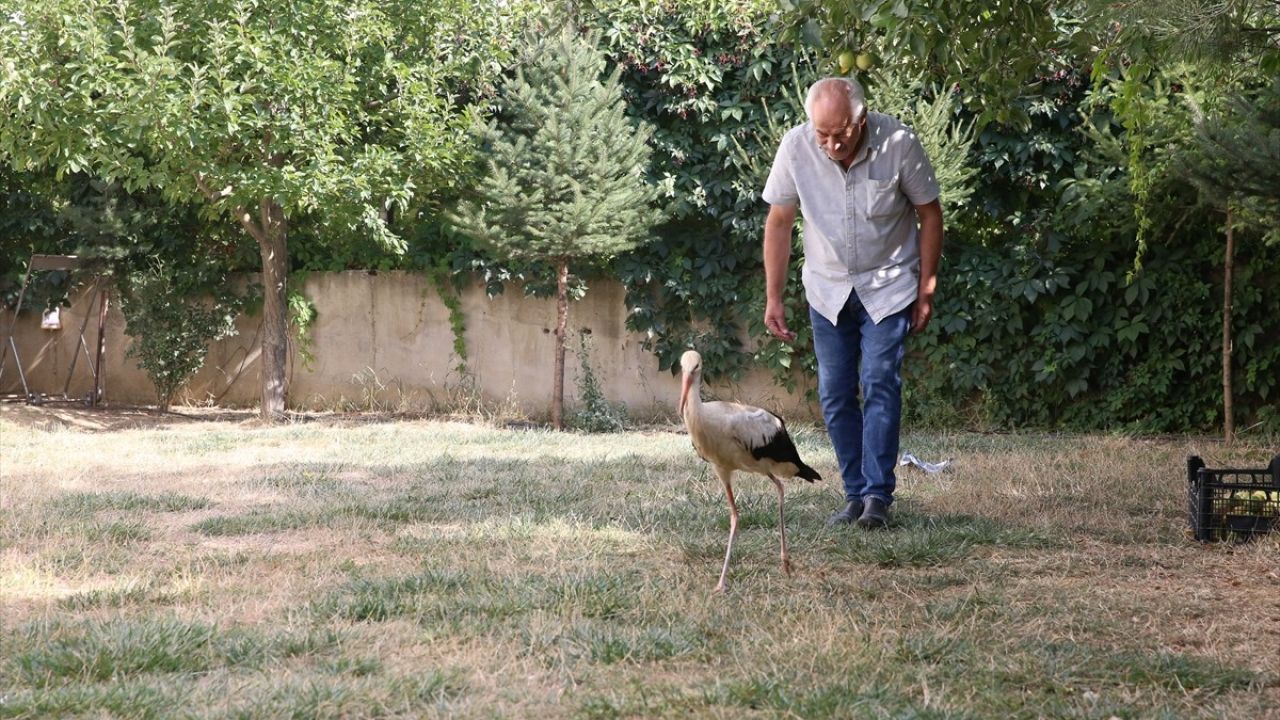 Kahramanmaraş'ta Yaralı Leylek Yavrusunun Tedavisi Devam Ediyor