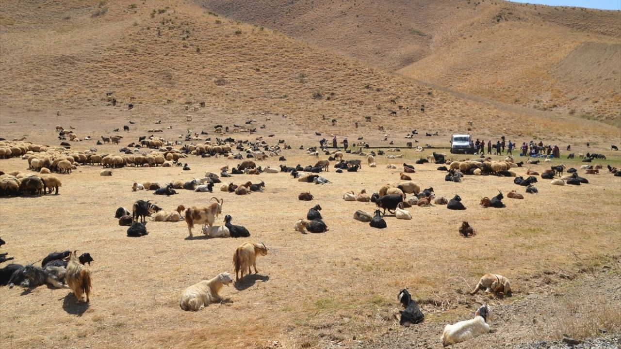 Yüksekova'daki Berivanlar Aile Ekonomisine Katkıda Bulunuyor