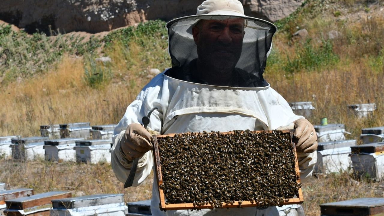 Kars'ta Bal Hasadı Sezonu Başladı: Rekor Artış Bekleniyor