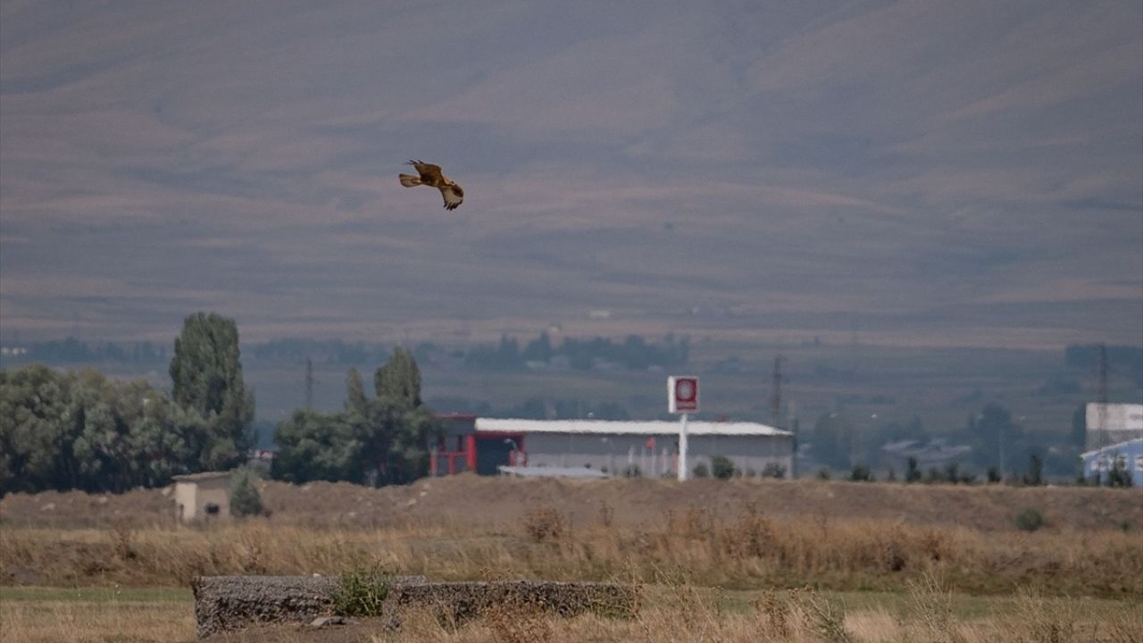 Erzurum Ovası'nda Kızıl Şahinlerin Görüntülenmesi