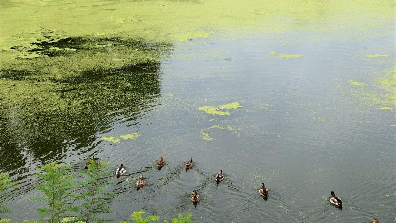 Tunca Nehri'nde Yosun ve Su Mercimeği Yayılımı Artıyor