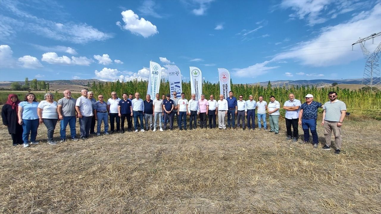 Amasya'da 40 Yıl Önce Saklanan Ata Tohumları ile Kenevir Hasadı Başladı