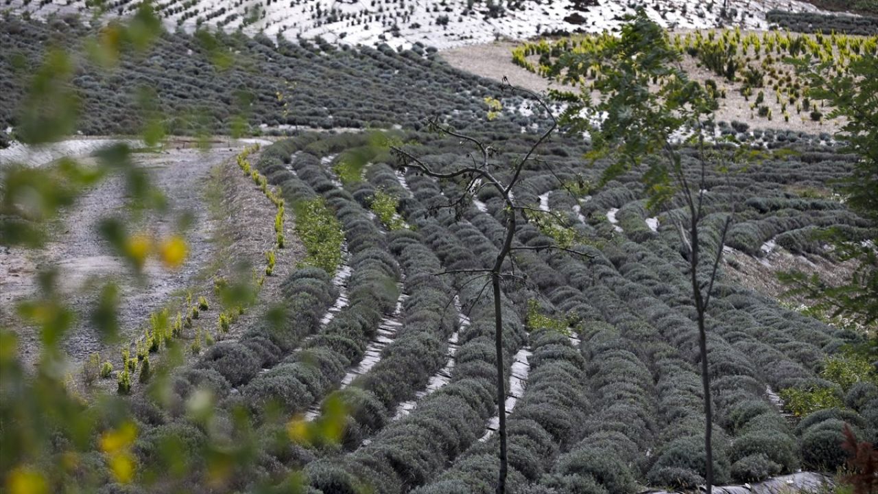 Bosna Hersek'te Van Gogh'un Eserinden Esinlenen Eşsiz Bir Park