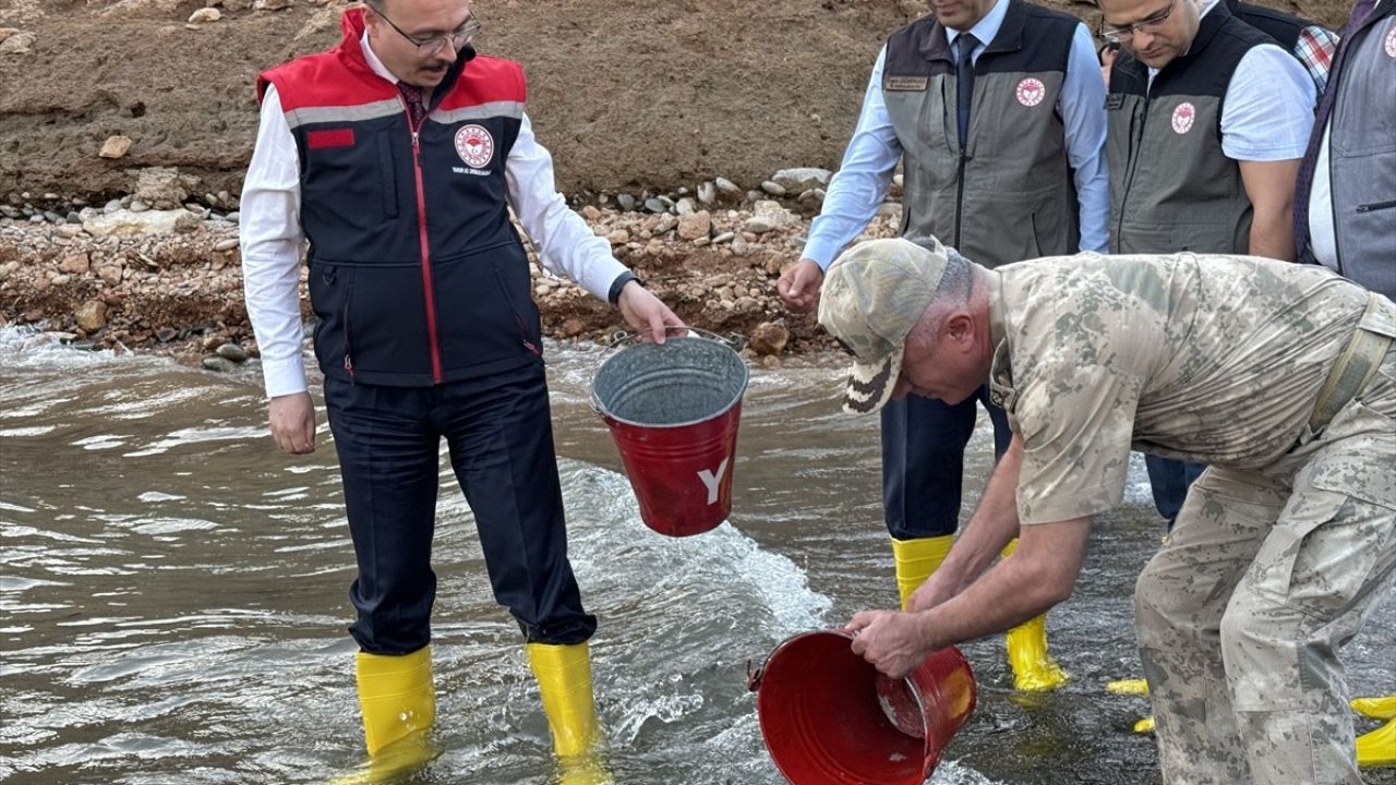 Siirt'te 1 Milyon Sazan Yavrusu Baraj Göletlerine Bırakıldı