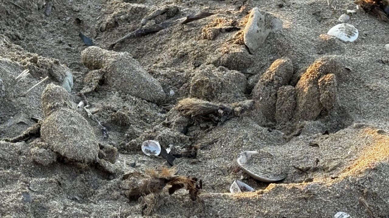 Antalya'da Caretta Caretta Yavrularının Denizle Buluşması