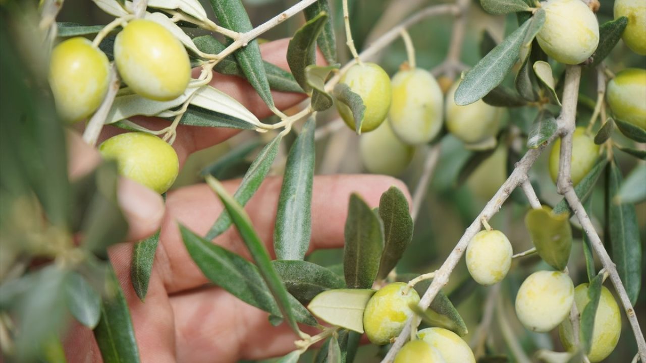 Ayvalık'ta Zeytin Hasadı Başladı: Rekor Beklentisi