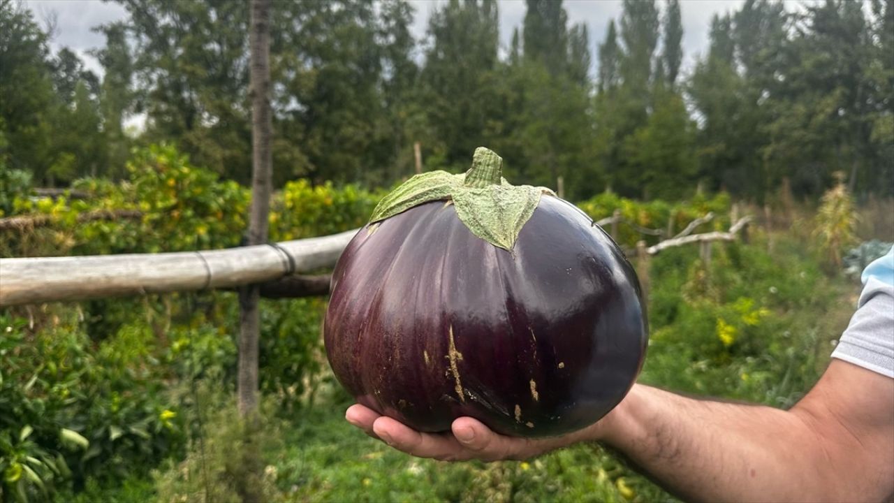 Isparta'da Hobi Bahçesinde 2 Kilo 200 Gramlık Patlıcan Yetişti