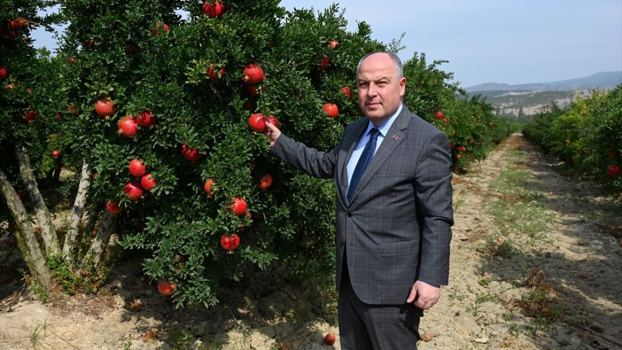 Denizli'de İhracatlık Nar Hasadı Başladı