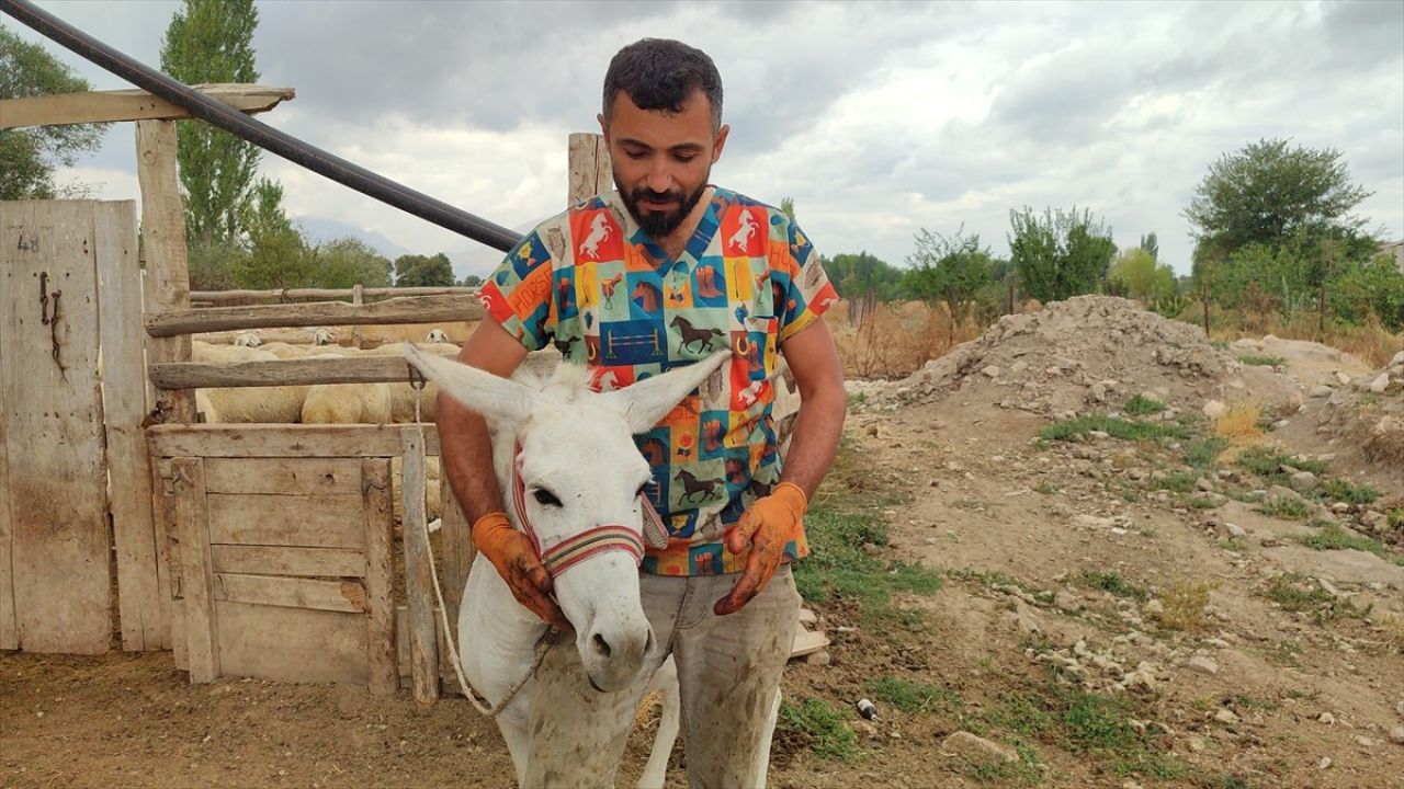 Nalbulans ile Sahipsiz Hayvanlara Ücretsiz Tırnak Bakımı