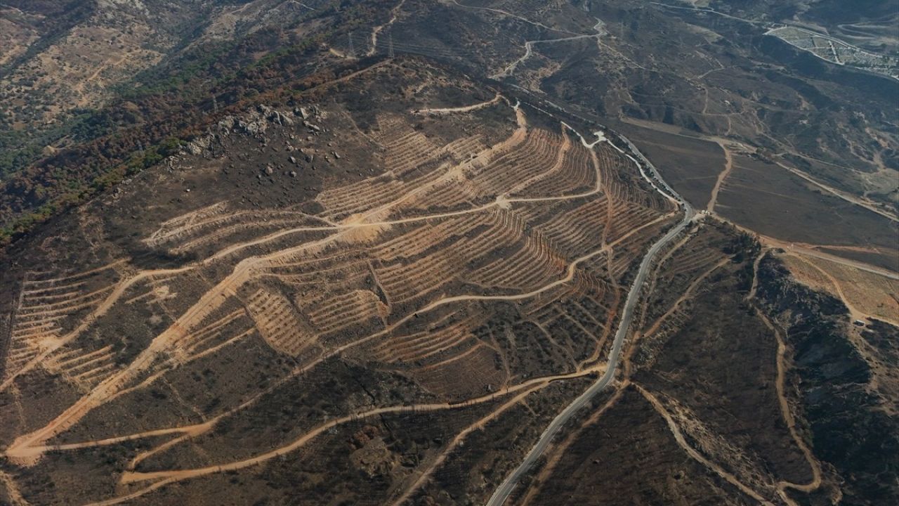 İzmir Yamanlar Orman Yangınından Sonra Yeniden Yeşerecek