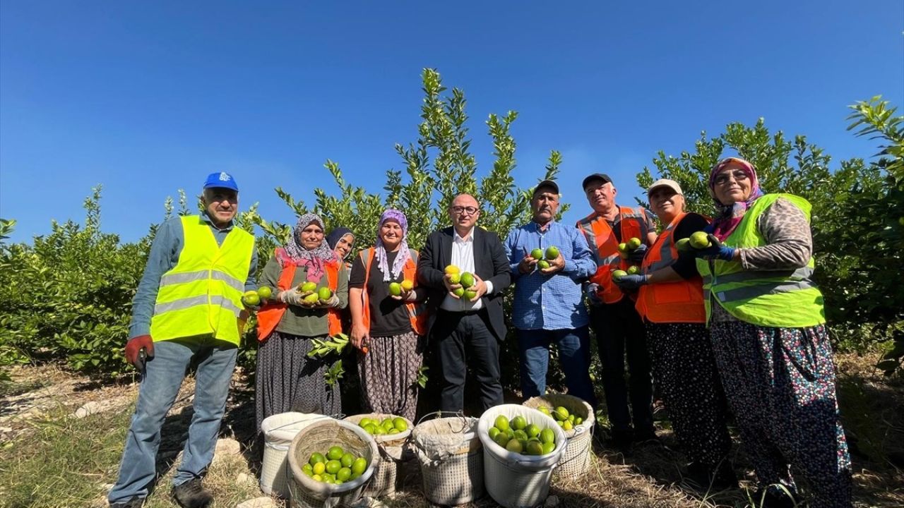 Mersin'in Erdemli İlçesinde Erken Limon Hasadı Başladı