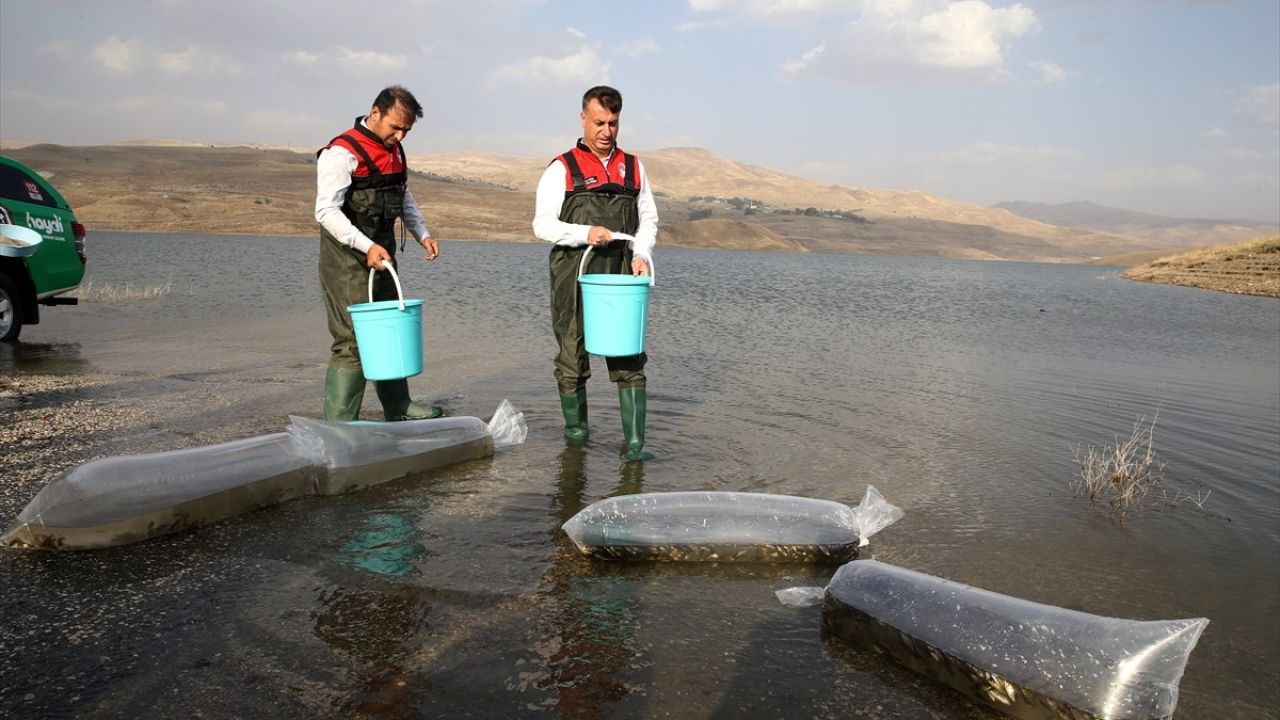 Muş'ta 4 Milyon Sazan Balığı Yavrusu Su Kaynaklarına Salındı