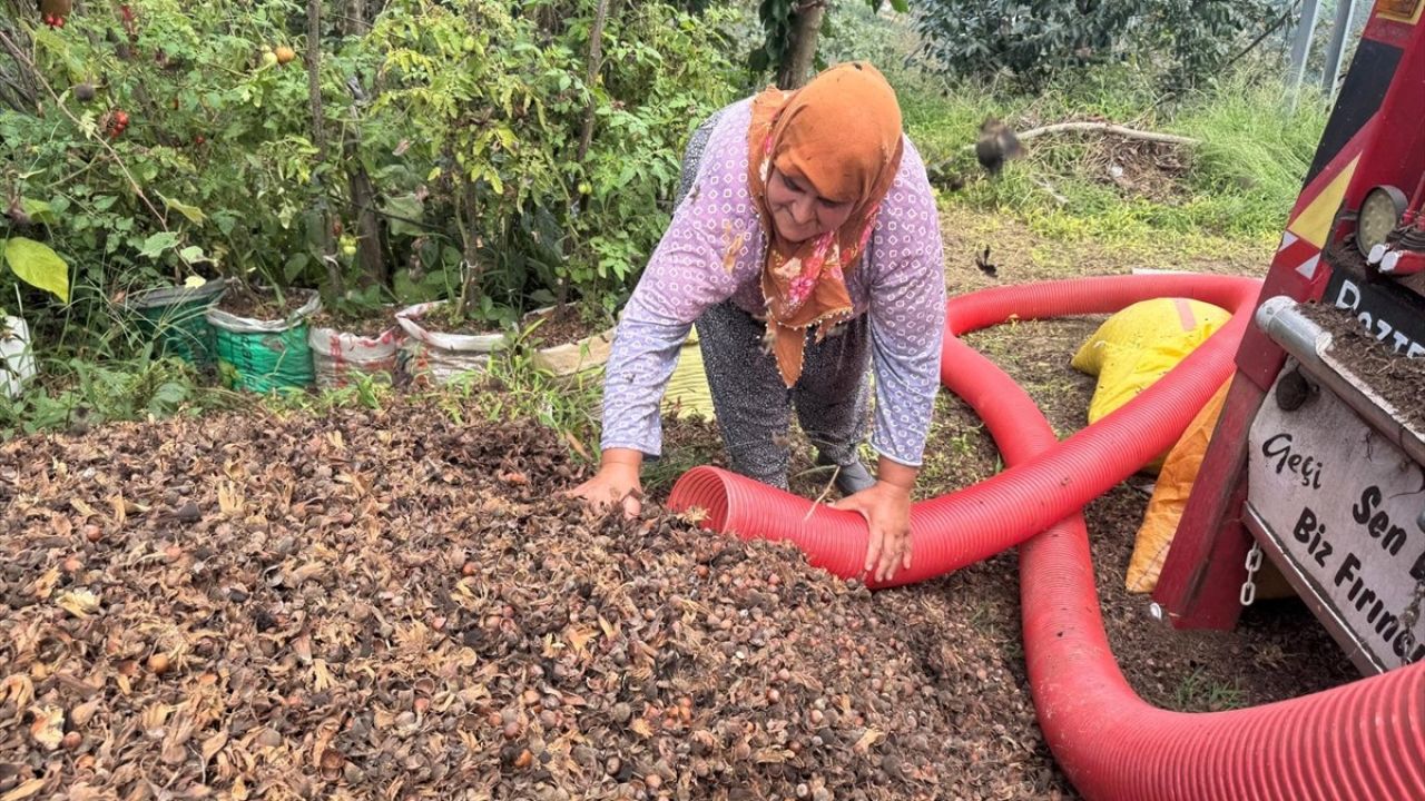 Doğu Karadeniz'e Özel Yeni Patoz Geliştirme Projesi