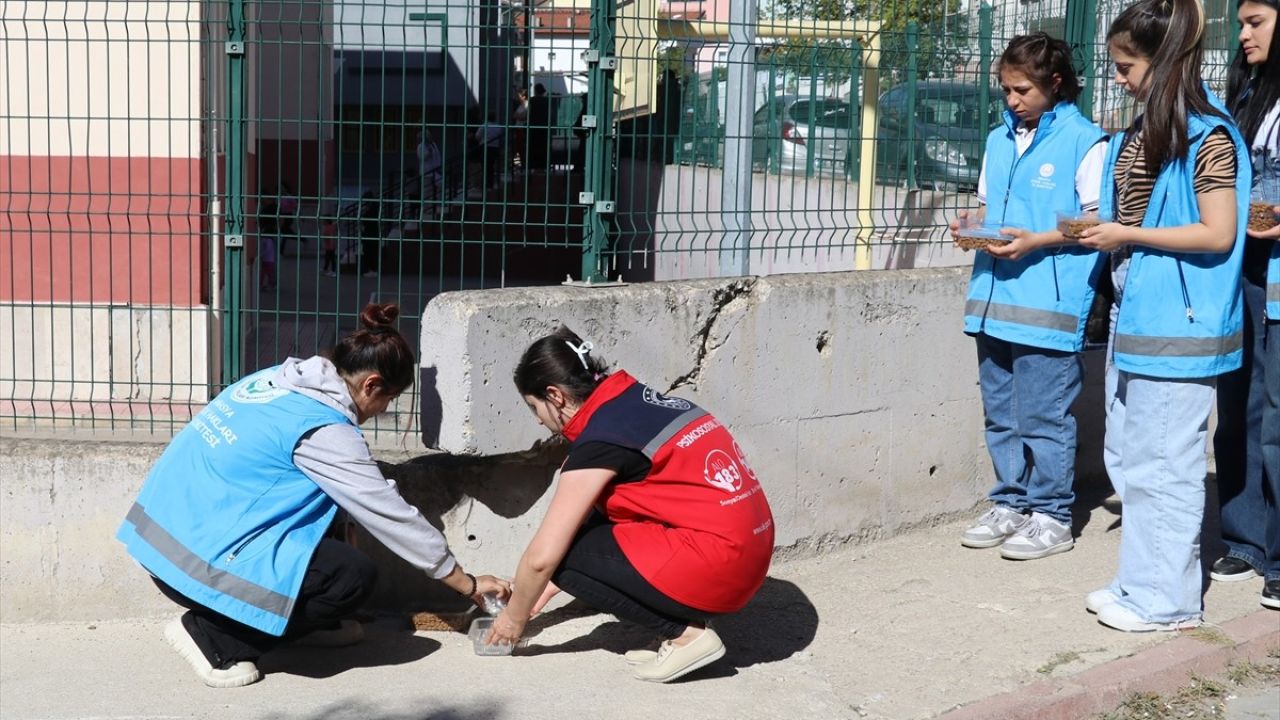 Amasya'dan Sokak Hayvanlarına Destek