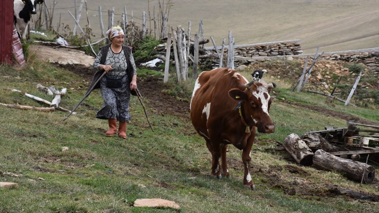 Ordu'da 40 Yıldır Besicilik Yapan Gülseren Türker'in Hayat Hikayesi