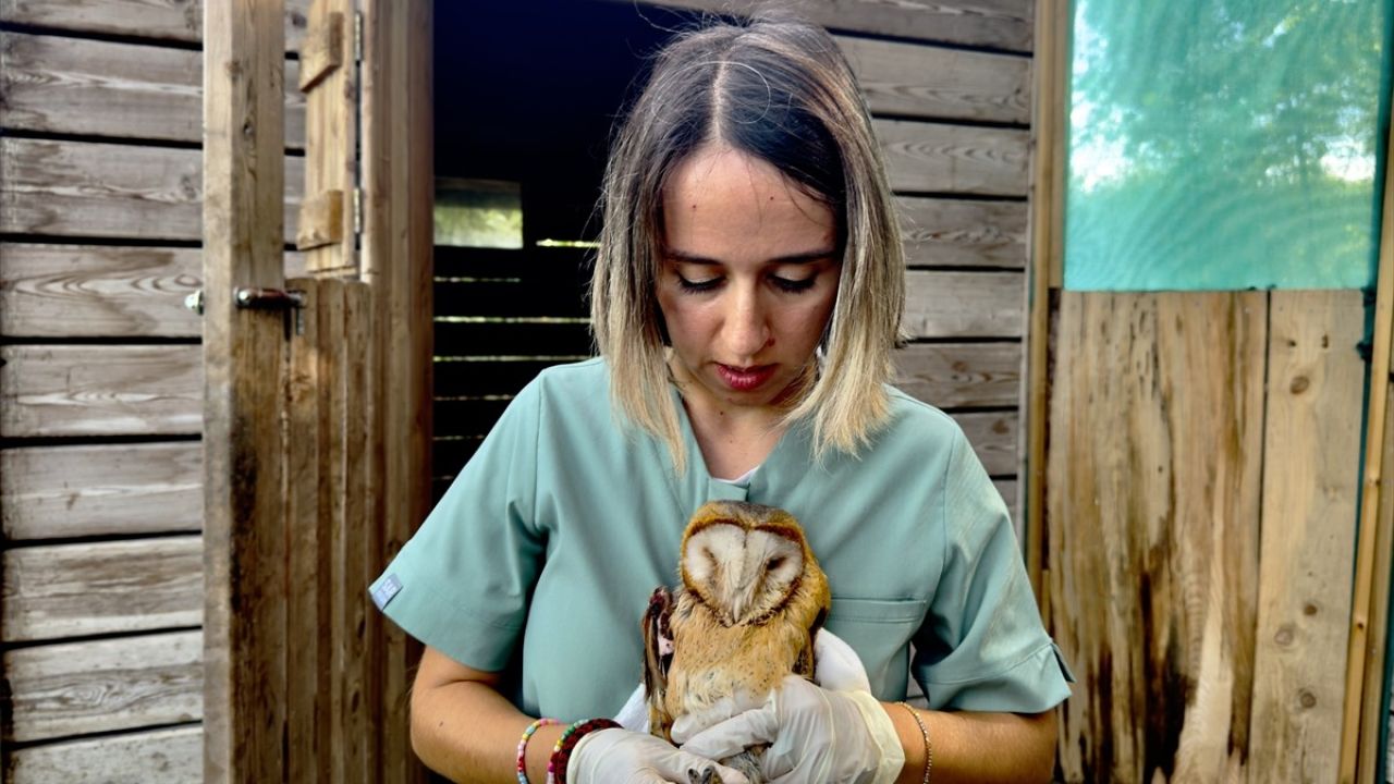 Samsun'da Peçeli Baykuşların Tedavi Süreci ve Doğaya Dönüşü