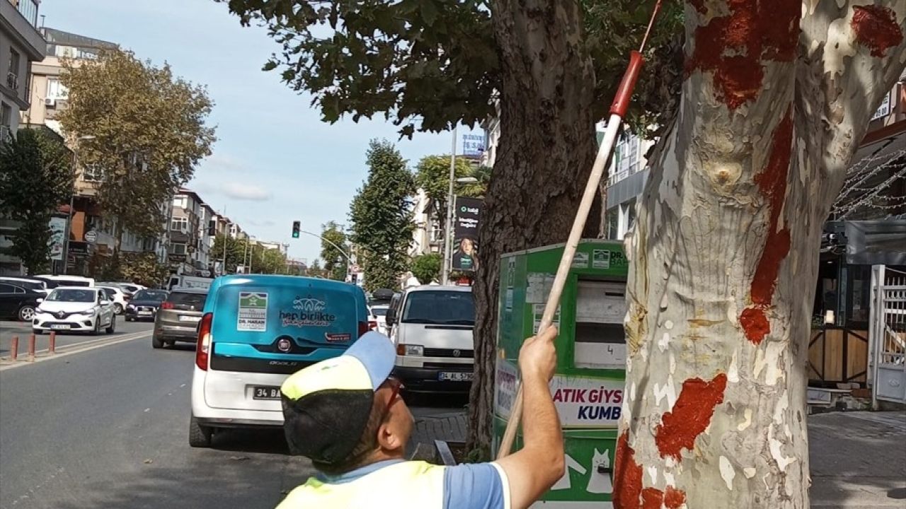 Bahçelievler Belediyesi, Kazada Zarar Gören Ağaca Aşı Macunu Uyguladı