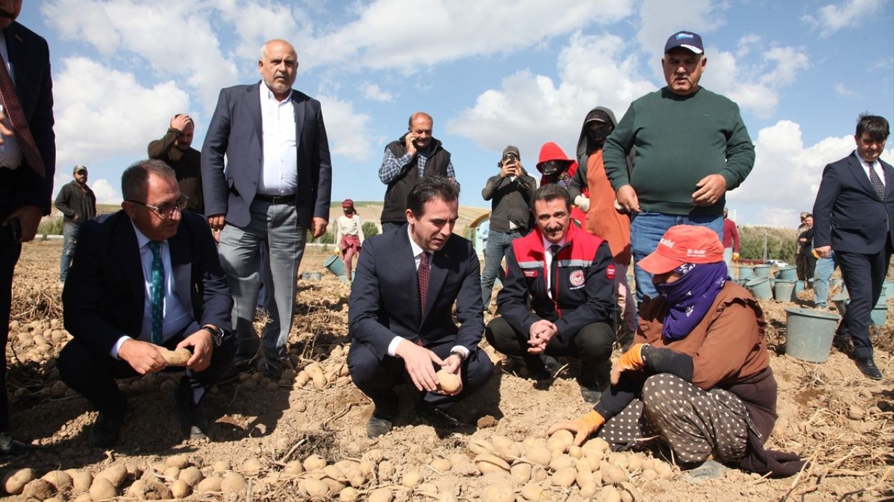 Bitlis Valisi Ahmet Karakaya Ahlat'ta Patates Hasadına Katıldı