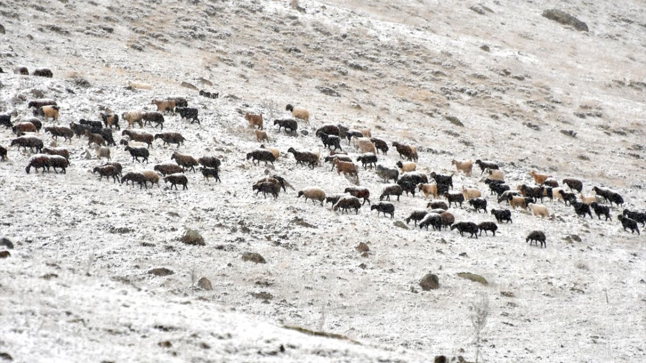 Kars'ta Kar Yağışı Besicileri Olumsuz Etkiledi