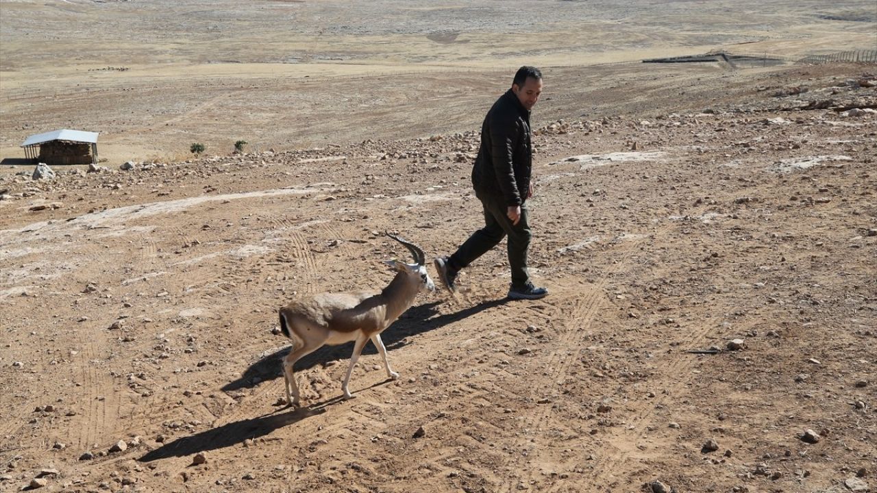 Cumali: Şanlıurfa’nın Ceylan Maskotu